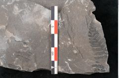 Foto (Detailansicht) von Hawlea miltoni Artis (NHMW-GEO-2024-0188-10952)